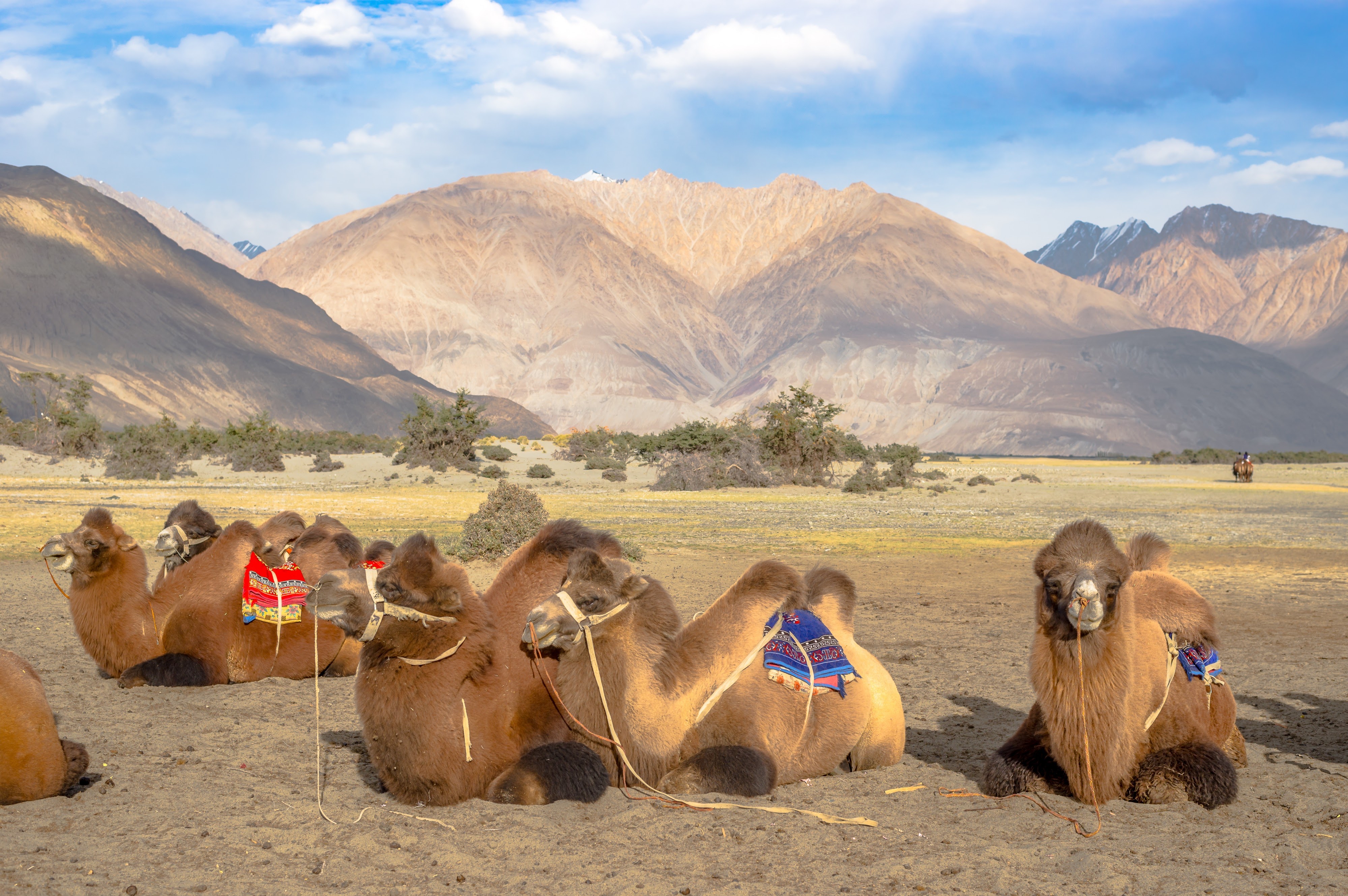 Bactrian camels in Nubra Valley